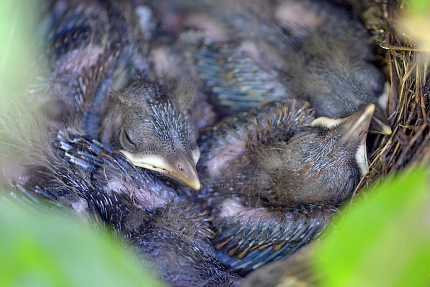 jonge merels 6-2016 1565